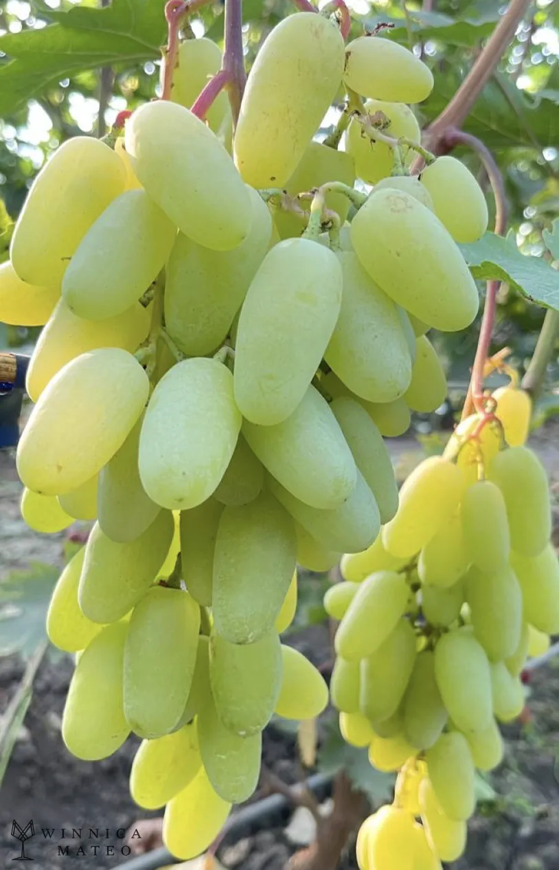 Lambordżini kiszmisz